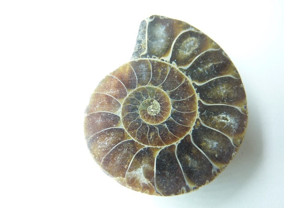 Pierre et vertus Ammonite
