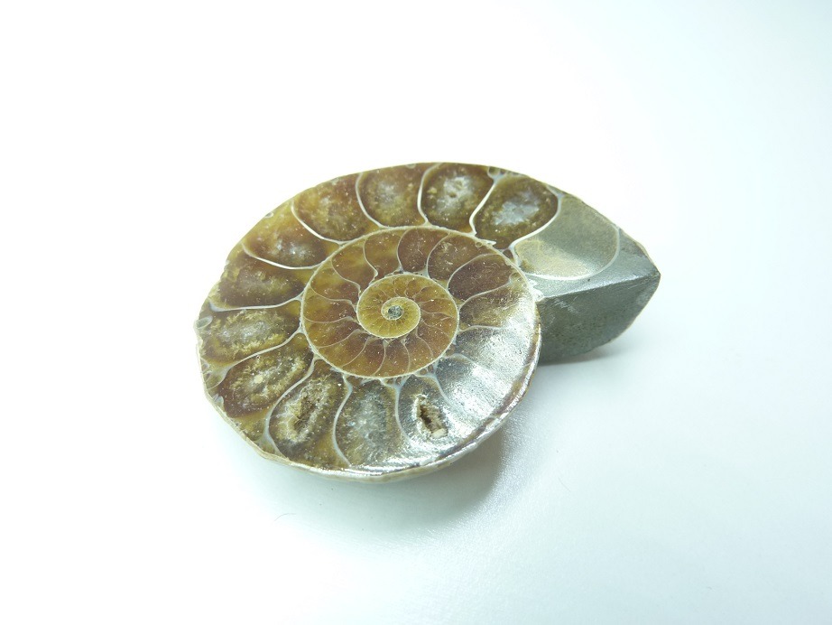 Pierre et vertus Ammonite