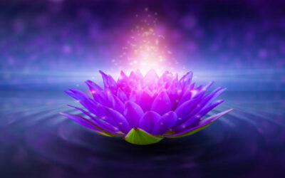Connaissez vous la signification et symbole de la Fleur de lotus ?