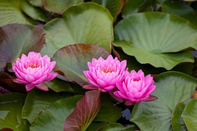 Bijoux Fleur de Lotus