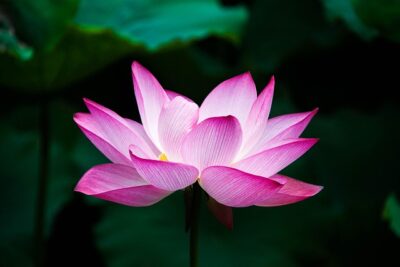 Bijoux Fleur de Lotus