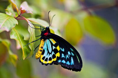 Les animaux totems - leurs symboles et leurs significations