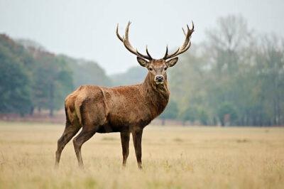 Les animaux totems - leurs symboles et leurs significations