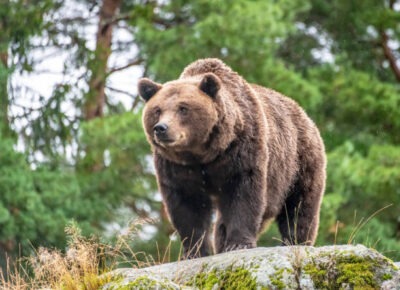 Les animaux totems - leurs symboles et leurs significations