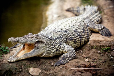 Les animaux totems - leurs symboles et leurs significations