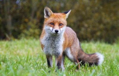 Les animaux totems - leurs symboles et leurs significations